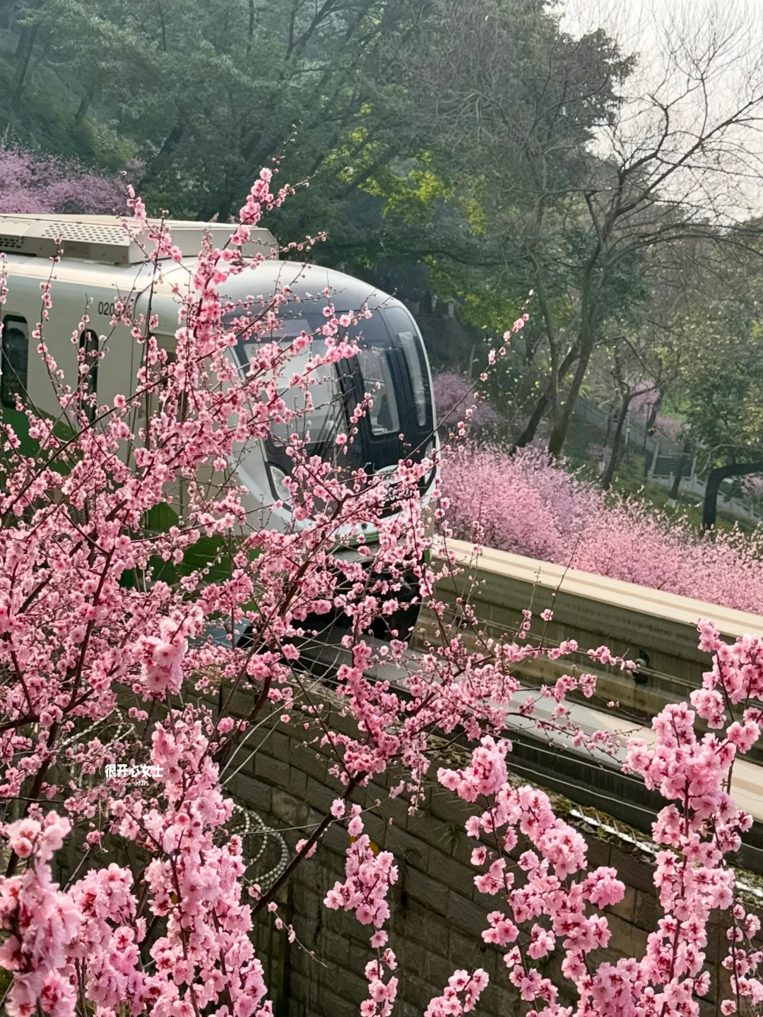 下次去重庆要选个春天！！春日列车太美了！！！