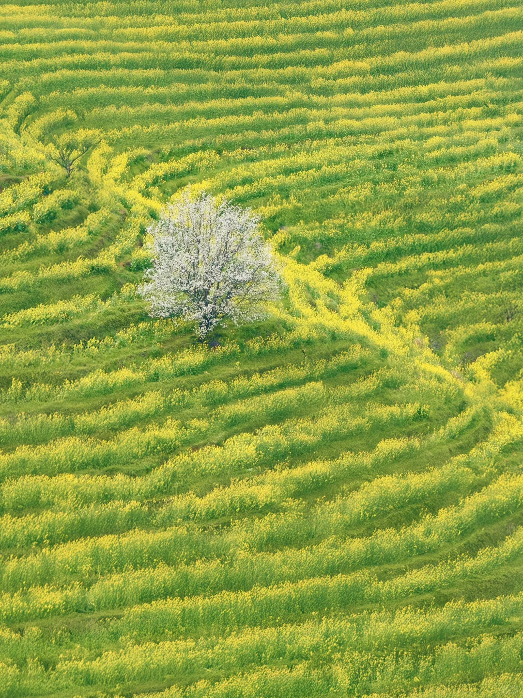 我在婺源上春山｜最美古村的春天真的好绝‼️