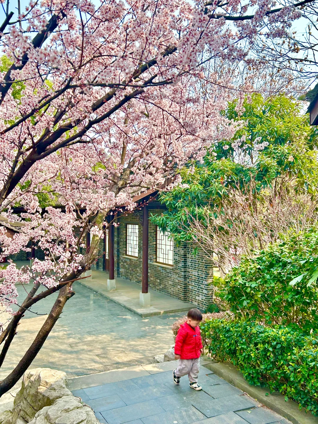 巨新‼️别去东湖樱园人挤人了🌸这里更好拍