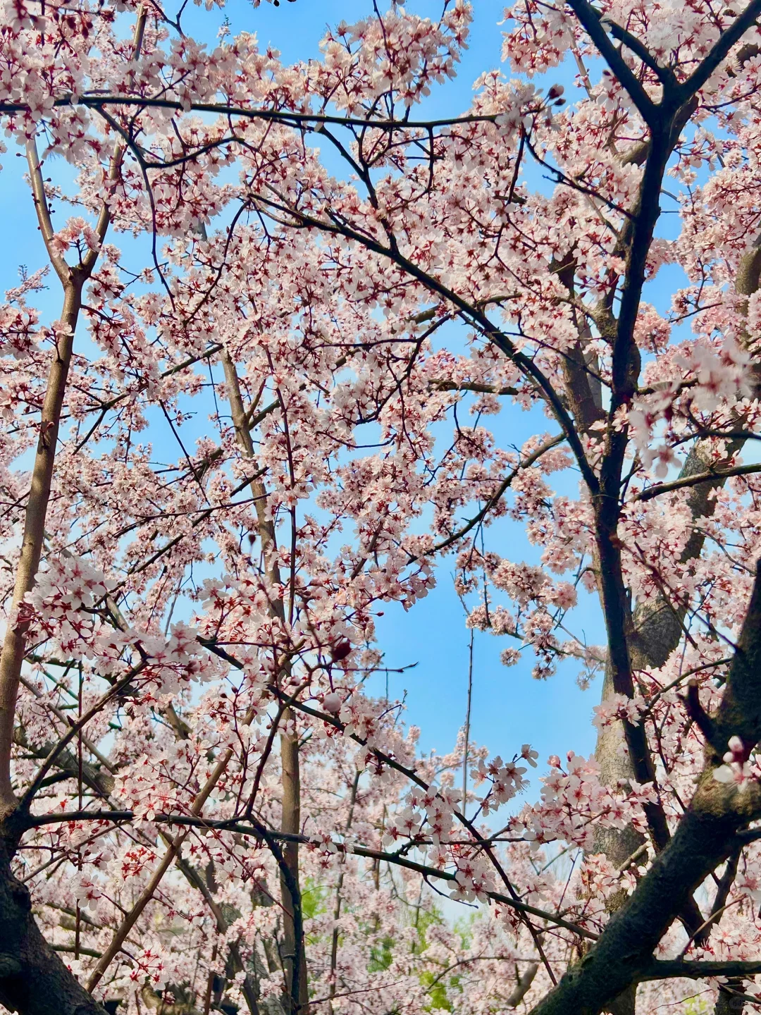 巨新‼️别去东湖樱园人挤人了🌸这里更好拍