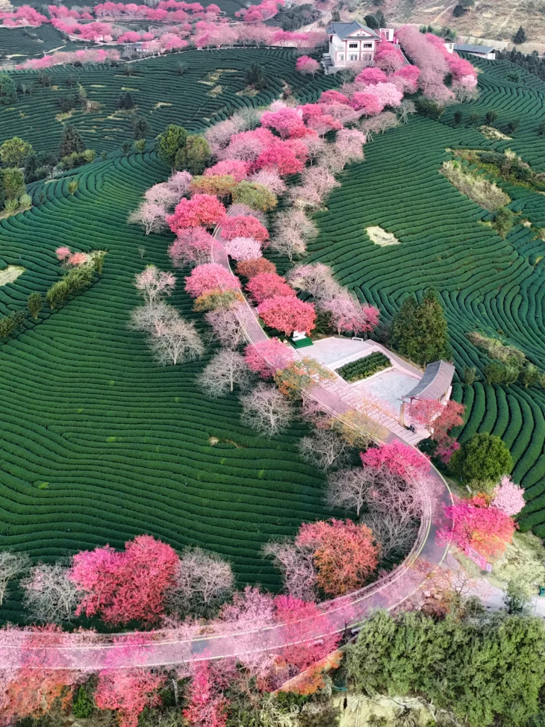 我在永福上春山！中国最美樱花茶园有多绝！！！