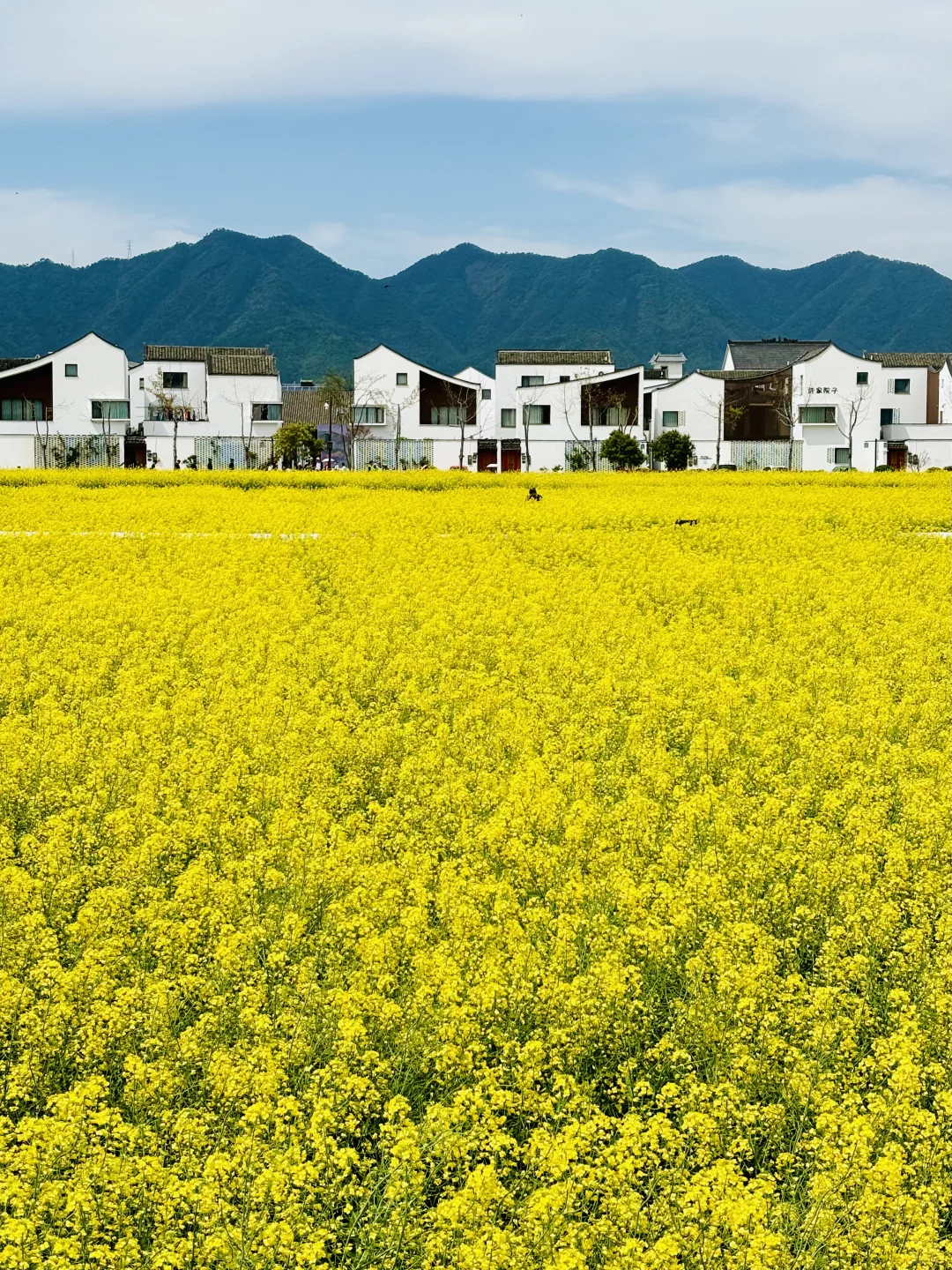 迄今为止,我最喜欢的春日小城出现了!!!