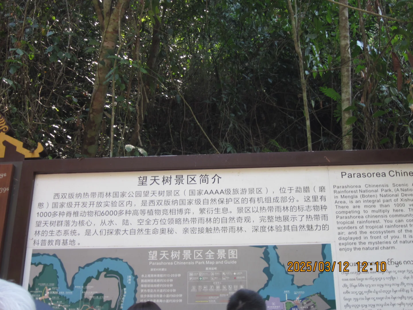 望天树景区不推荐啊啊啊啊啊啊