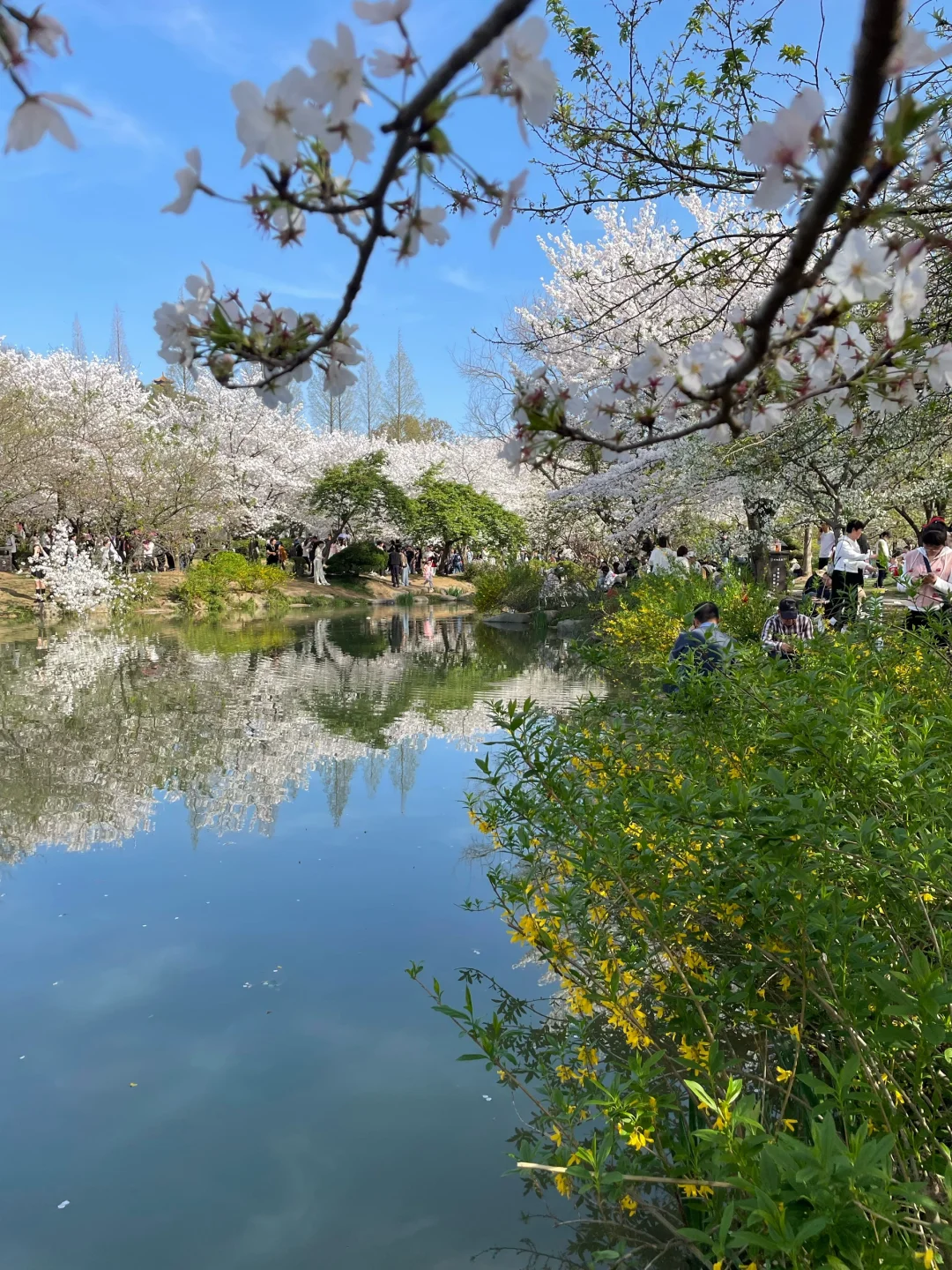 无锡 鼋头渚 樱花