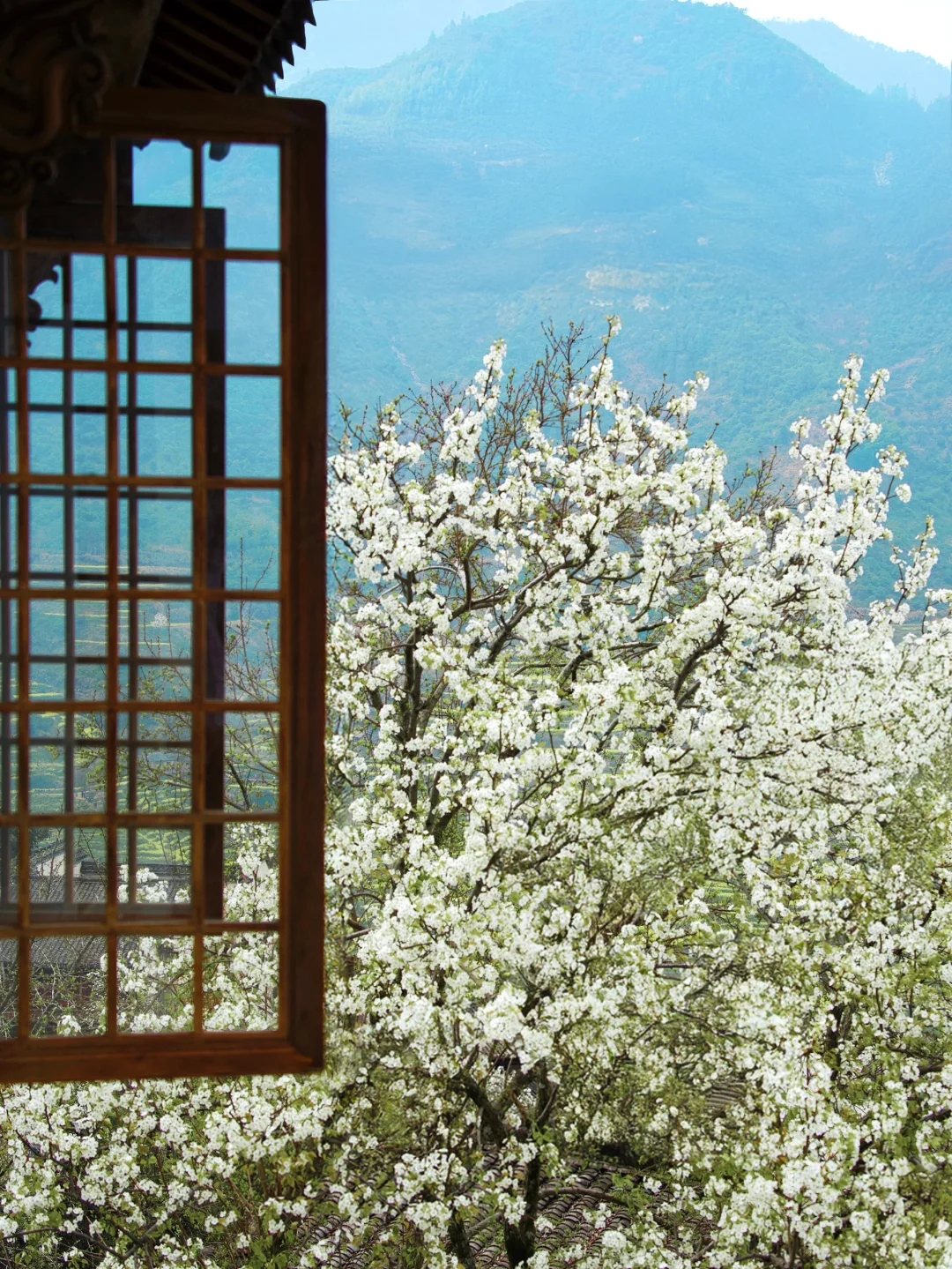 我在婺源上春山｜最美古村的春天真的好绝‼️