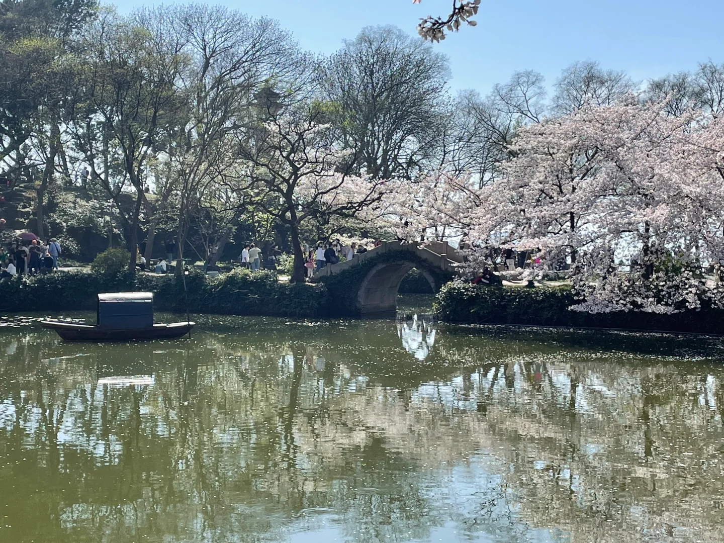 无锡 鼋头渚 樱花