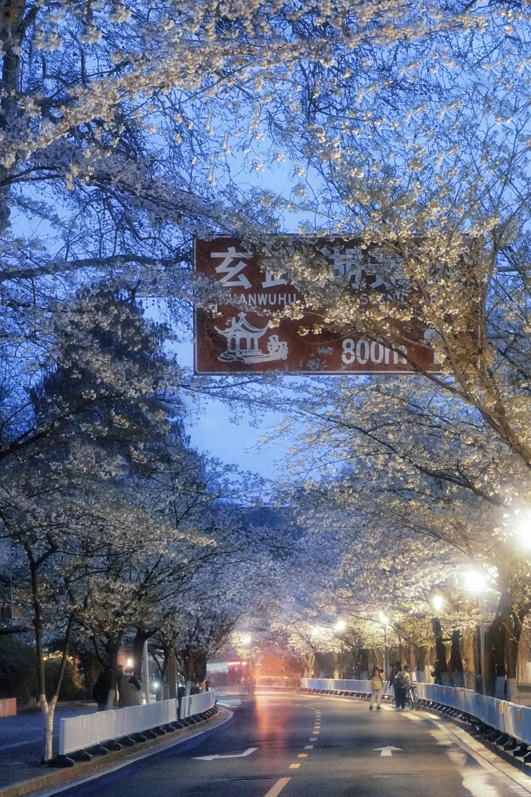 清晨5点的鸡鸣寺樱花，我拍到了梦中场景！