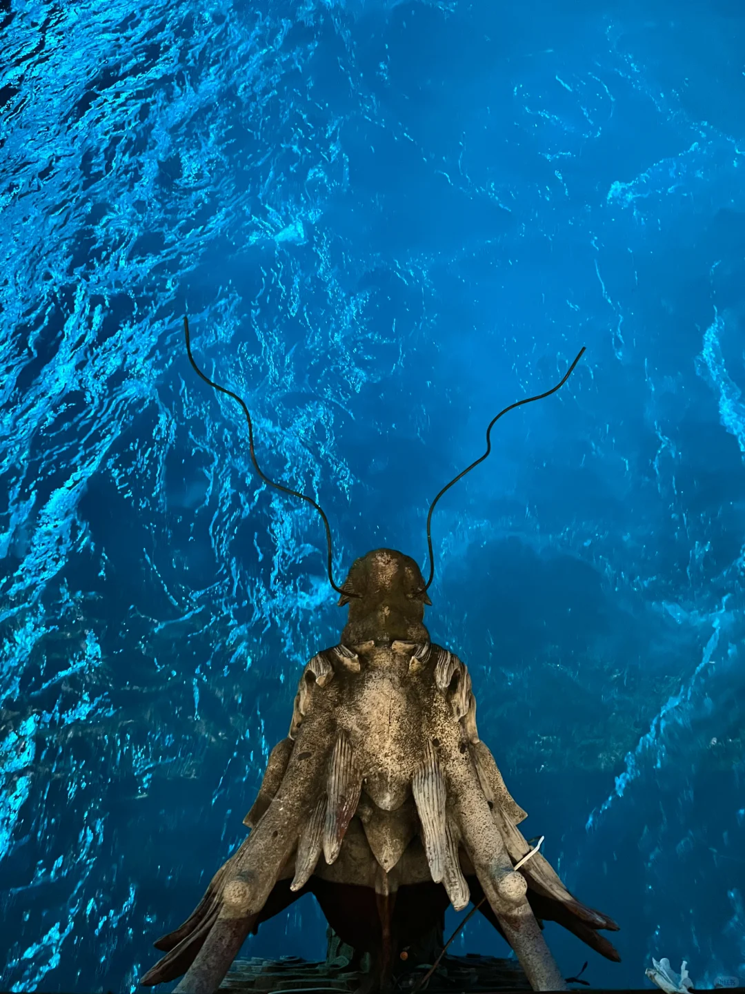 谁还没见过都江堰的水和小熊猫！1日游攻略