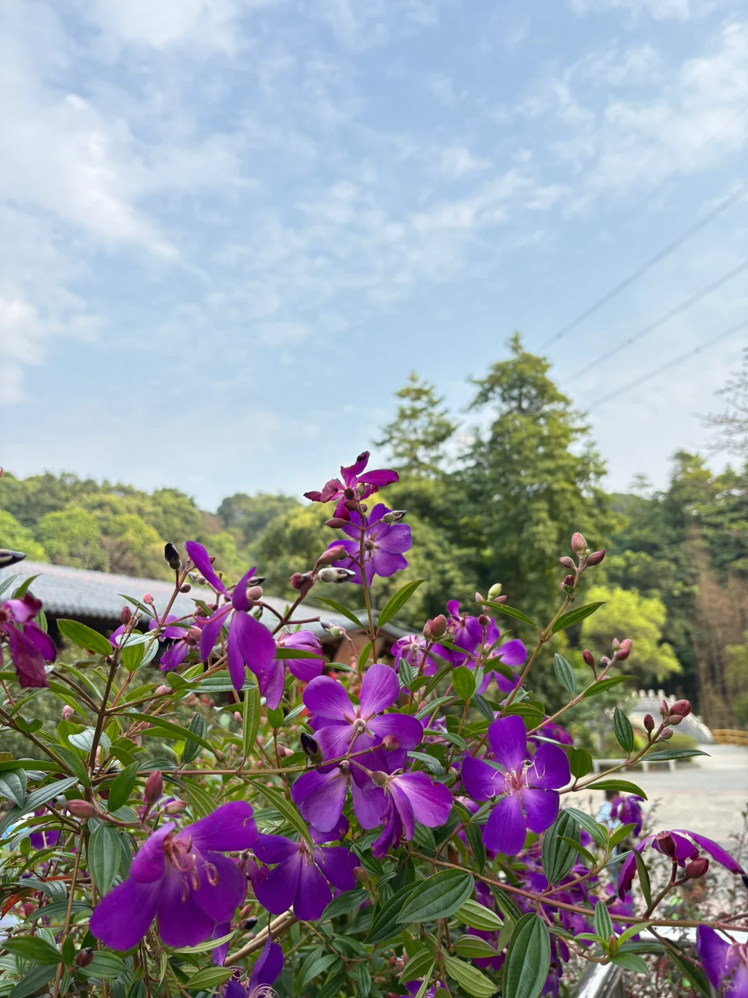 我在广州上春山⛰️ 🌸帽峰山