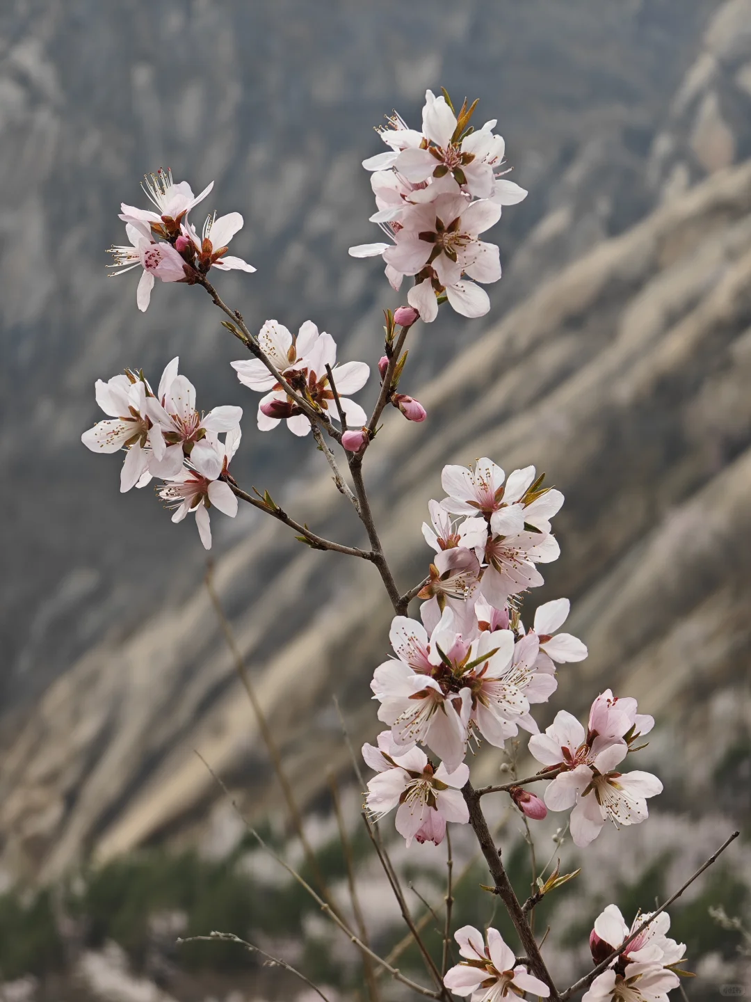 京郊赏花天花板，即将迎来盛花期