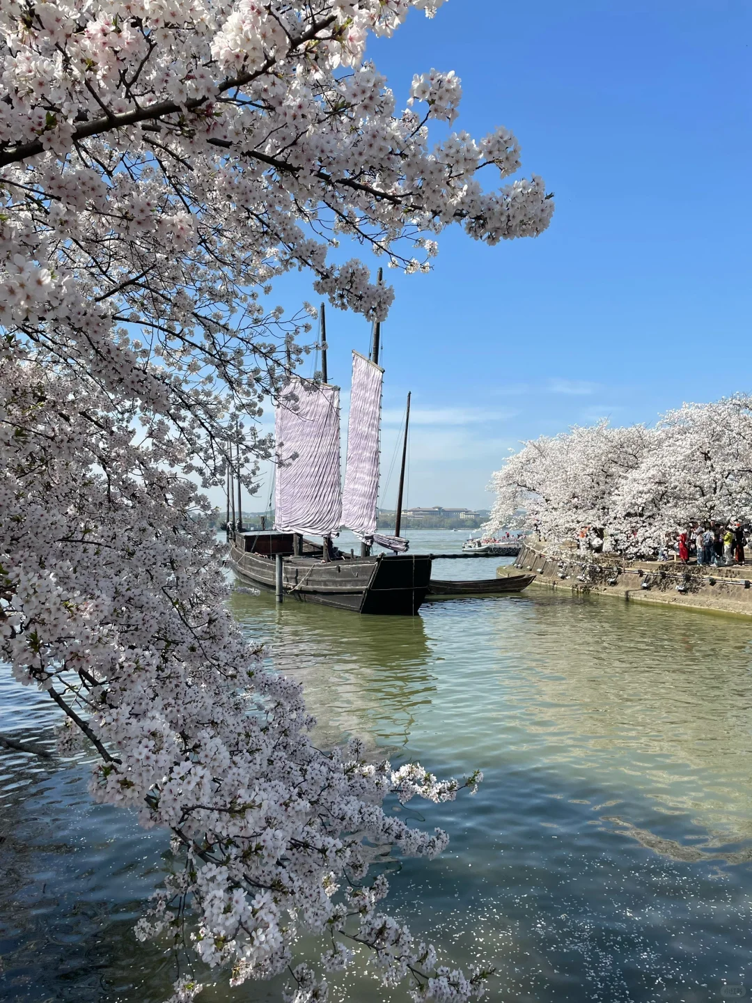 无锡 鼋头渚 樱花