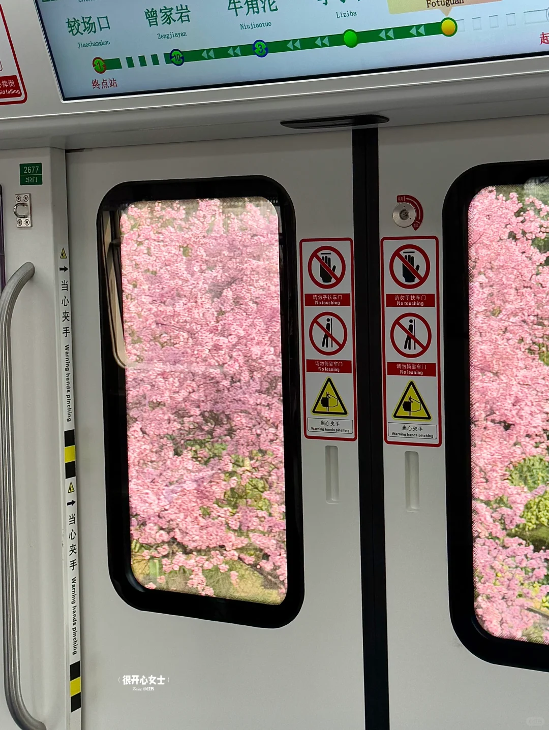 下次去重庆要选个春天！！春日列车太美了！！！