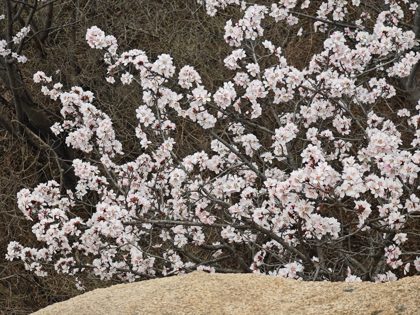 京郊赏花天花板，即将迎来盛花期