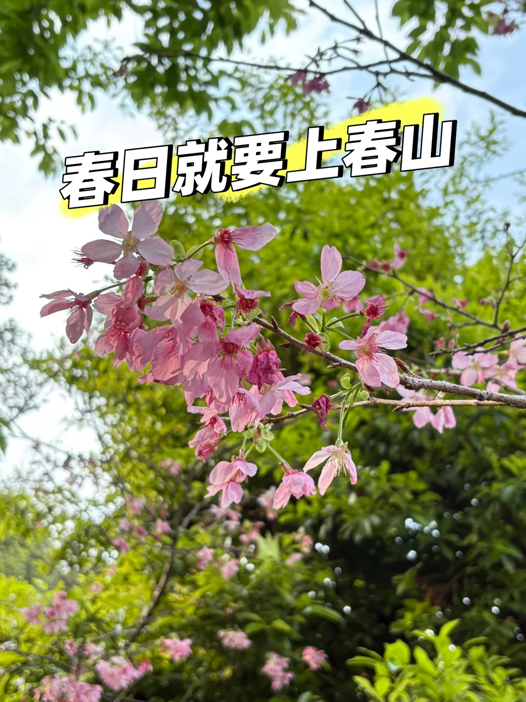 我在广州上春山⛰️ 🌸帽峰山