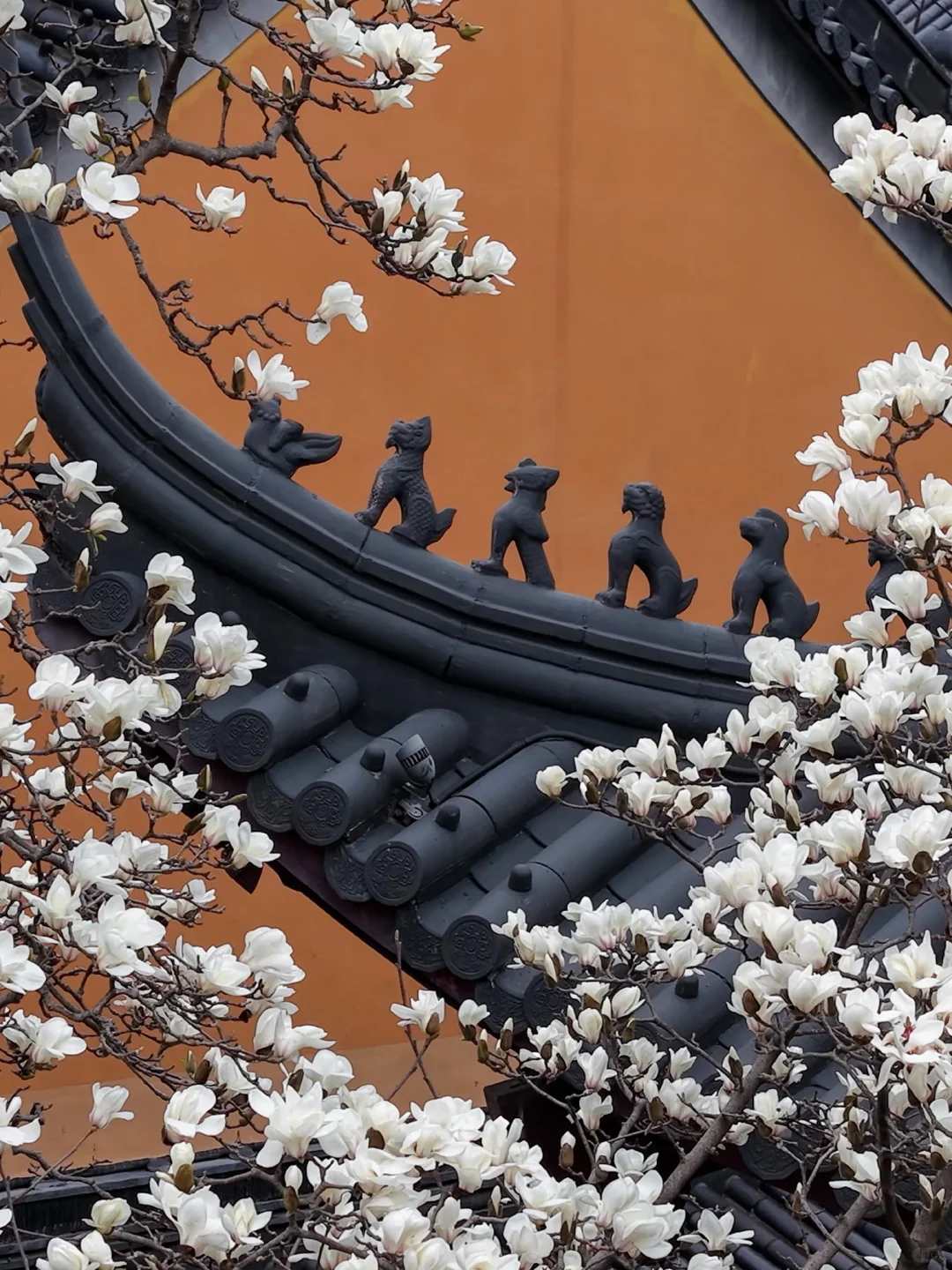 本周末南京赏花最佳线路，我帮你们设计好了