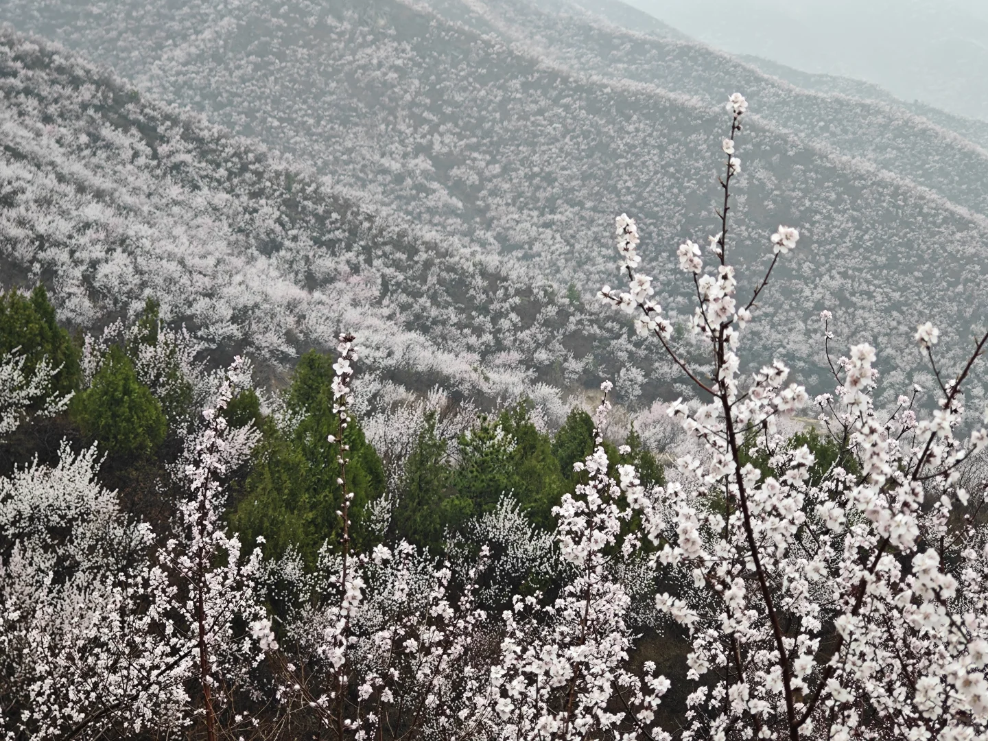 京郊赏花天花板，即将迎来盛花期