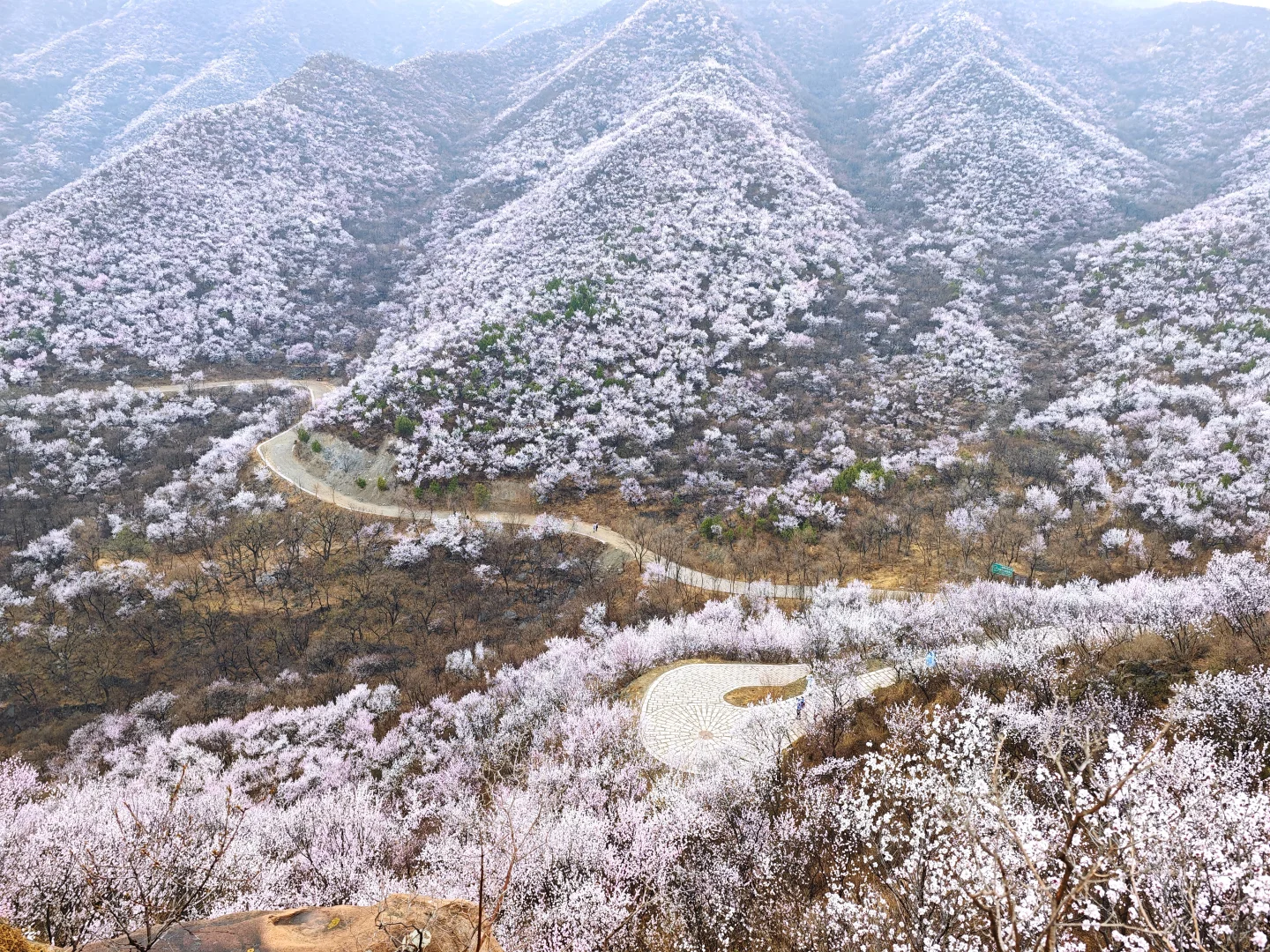 京郊赏花天花板，即将迎来盛花期