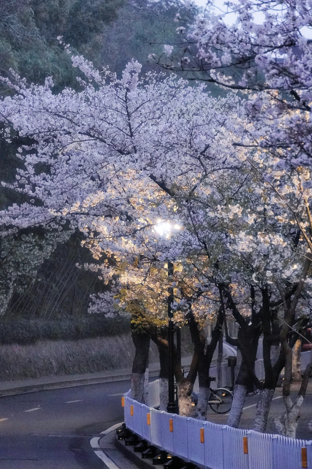 清晨5点的鸡鸣寺樱花，我拍到了梦中场景！