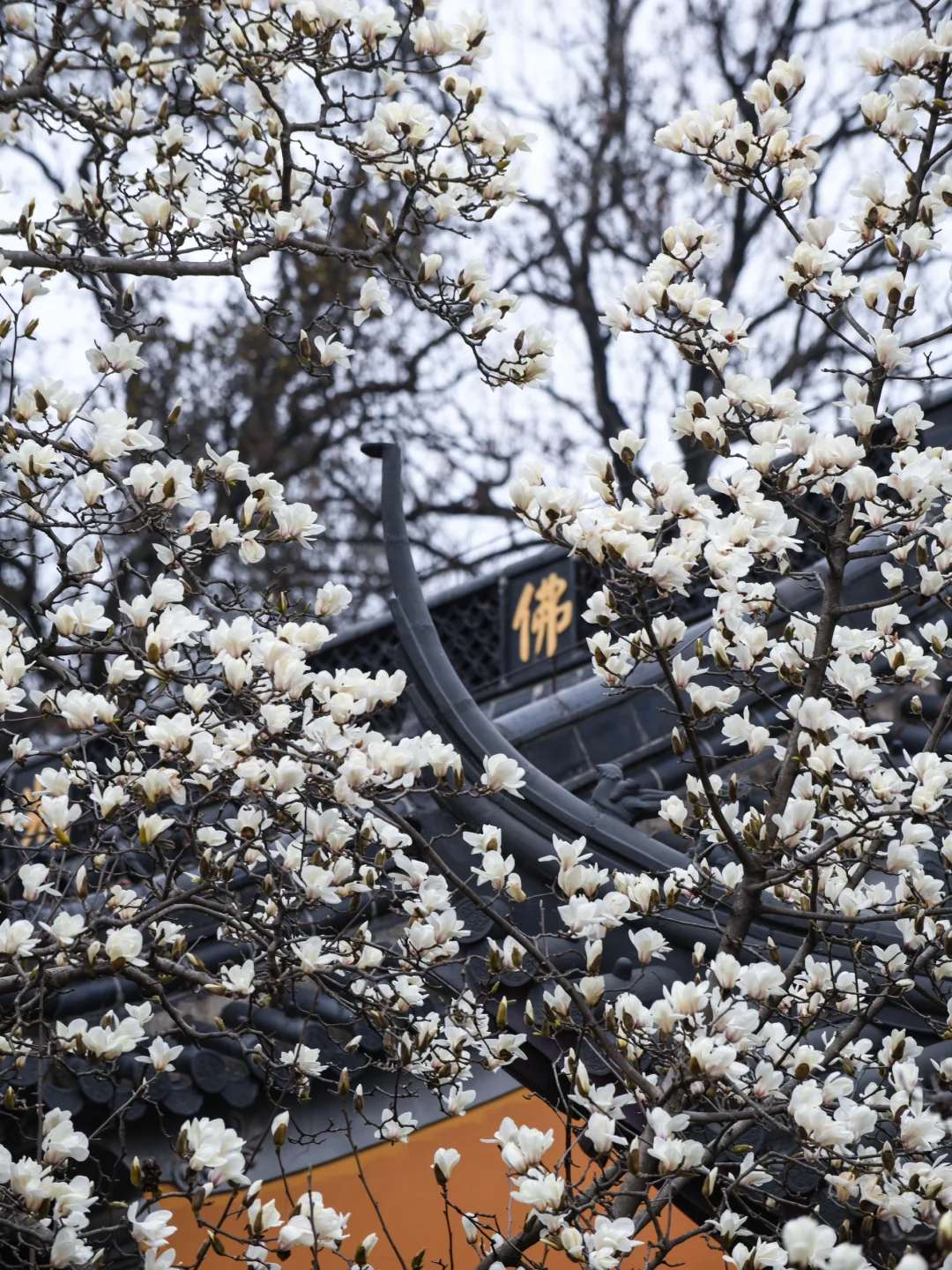 本周末南京赏花最佳线路，我帮你们设计好了