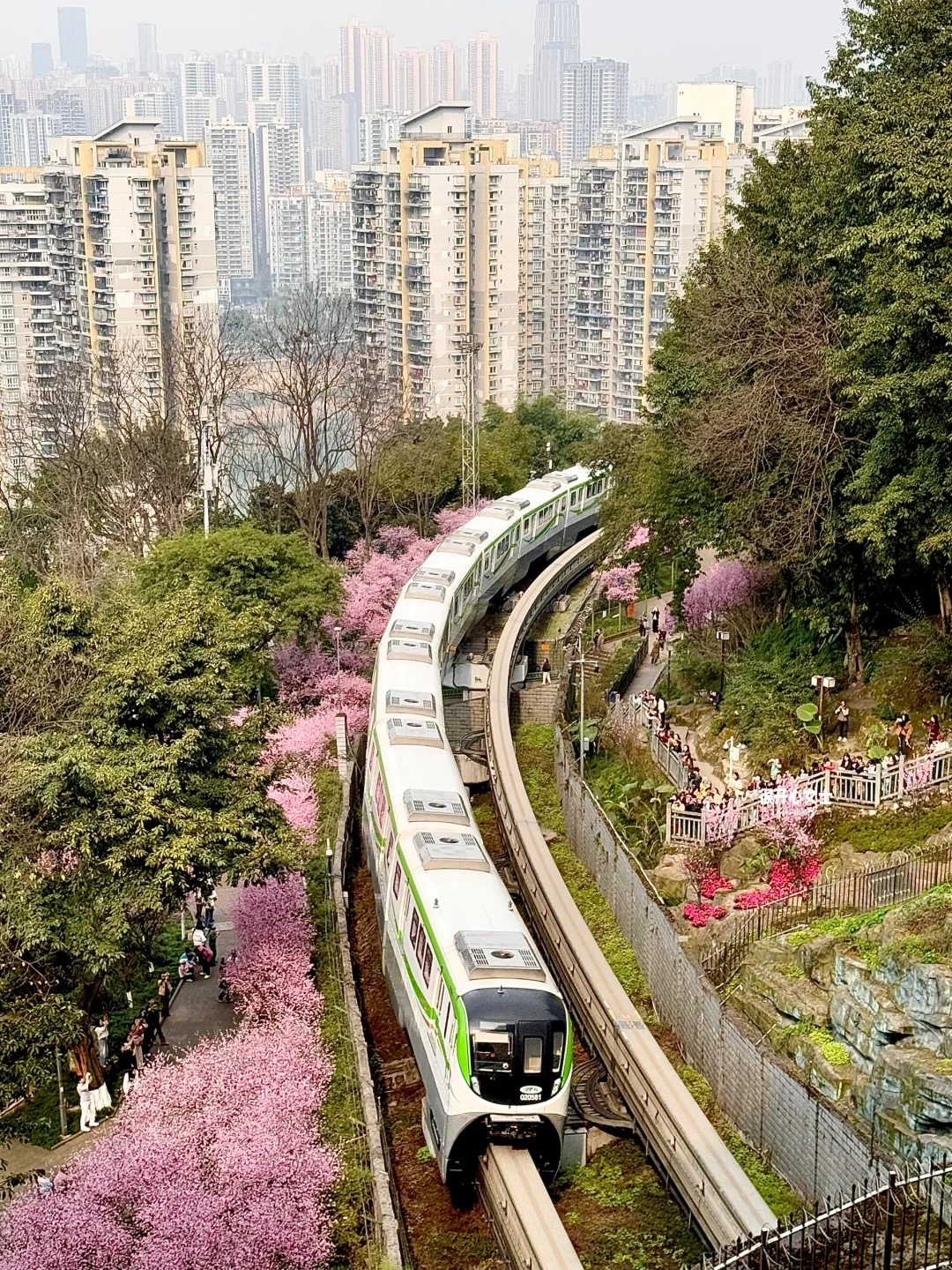 下次去重庆要选个春天！！春日列车太美了！！！