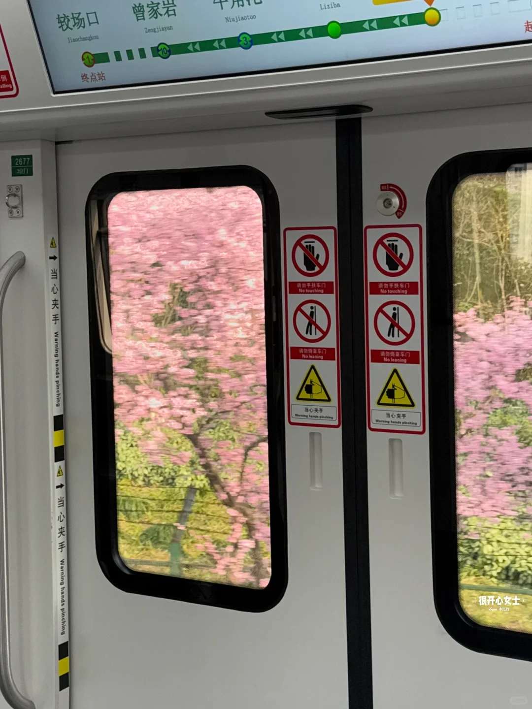 下次去重庆要选个春天！！春日列车太美了！！！