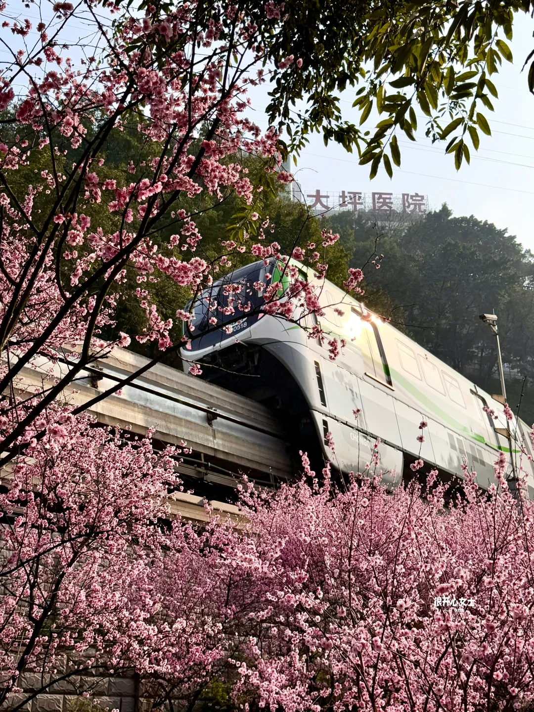 下次去重庆要选个春天！！春日列车太美了！！！