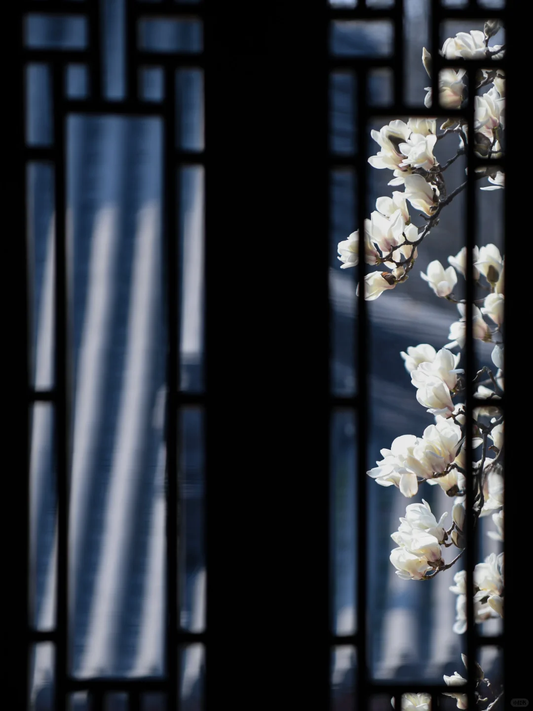 本周末南京赏花最佳线路，我帮你们设计好了