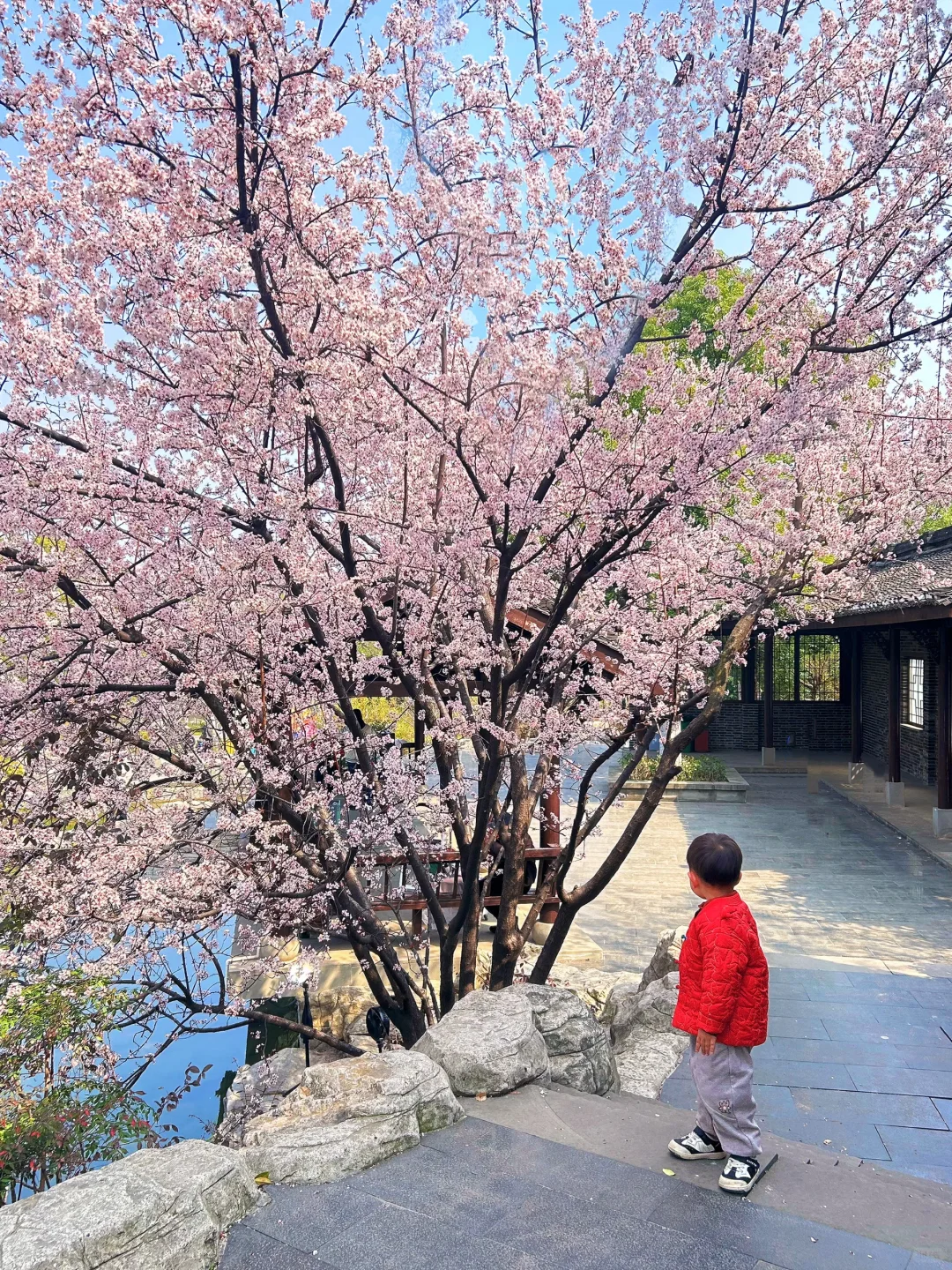 巨新‼️别去东湖樱园人挤人了🌸这里更好拍