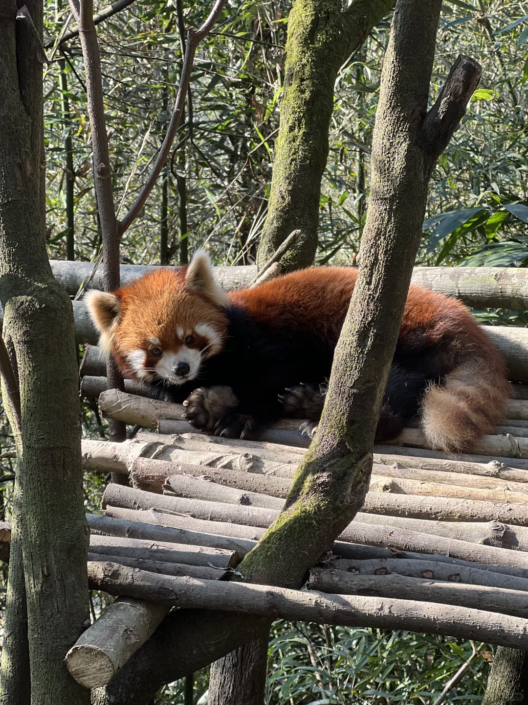 谁还没见过都江堰的水和小熊猫！1日游攻略