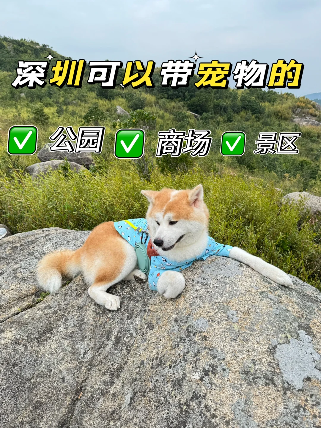 各区都有!深圳可以带宠物的公园、景区和商场