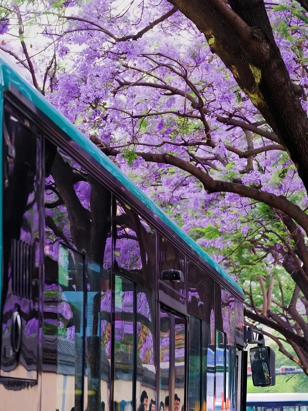 蓝花楹💐｜属于昆明春天的紫色的浪漫