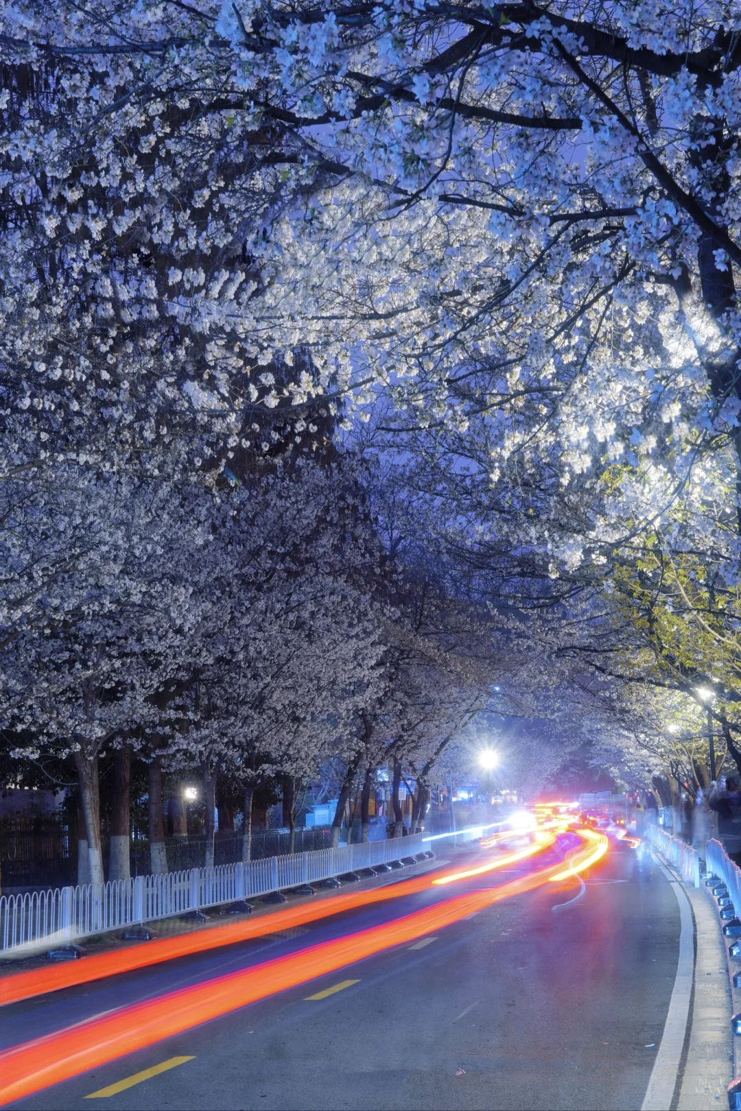 清晨5点的鸡鸣寺樱花，我拍到了梦中场景！