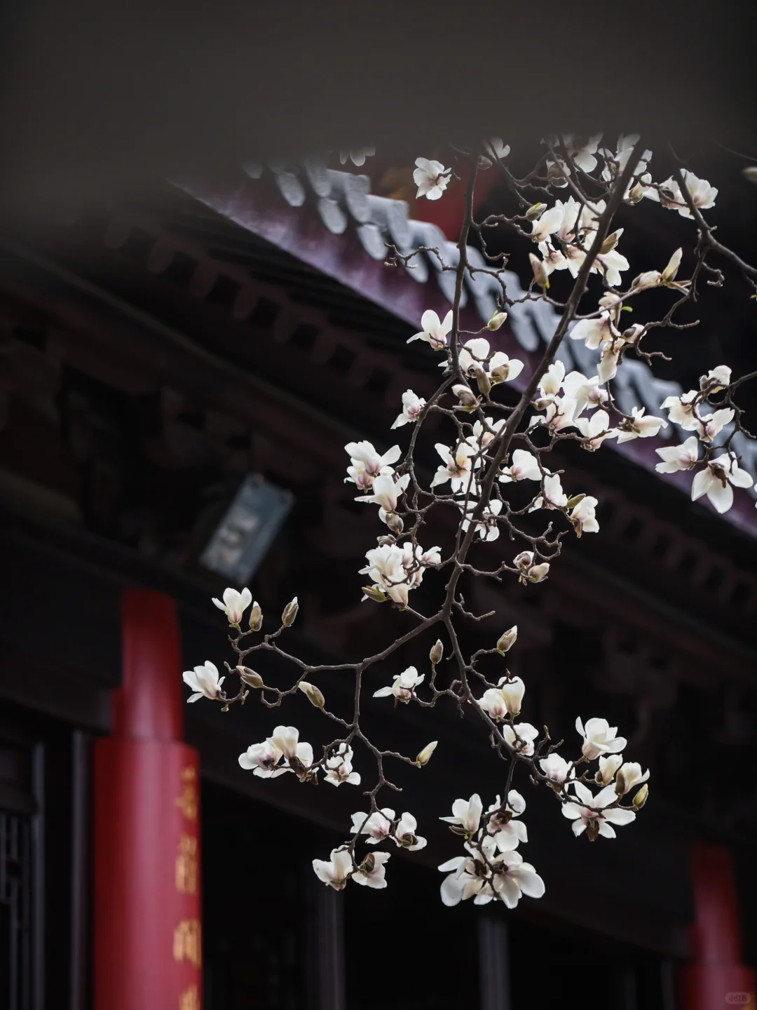 本周末南京赏花最佳线路，我帮你们设计好了