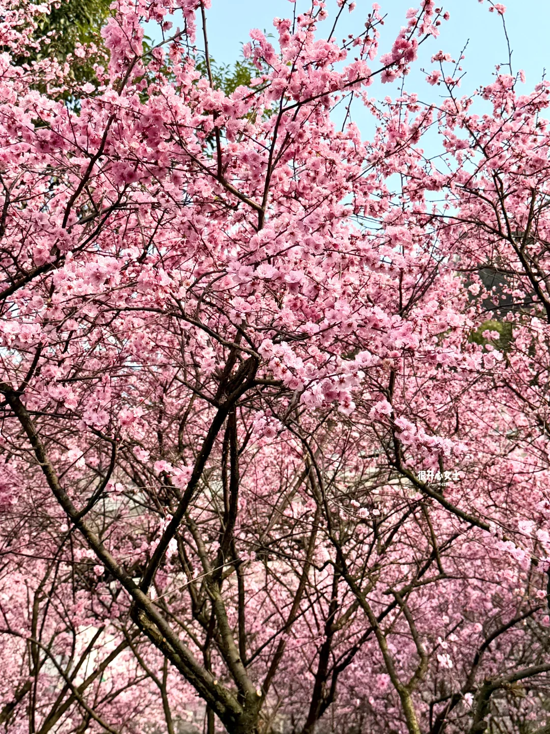 下次去重庆要选个春天！！春日列车太美了！！！