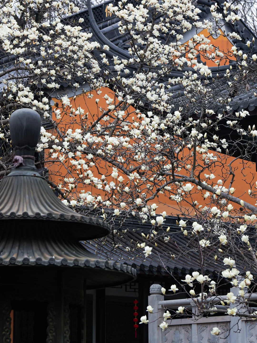 本周末南京赏花最佳线路，我帮你们设计好了