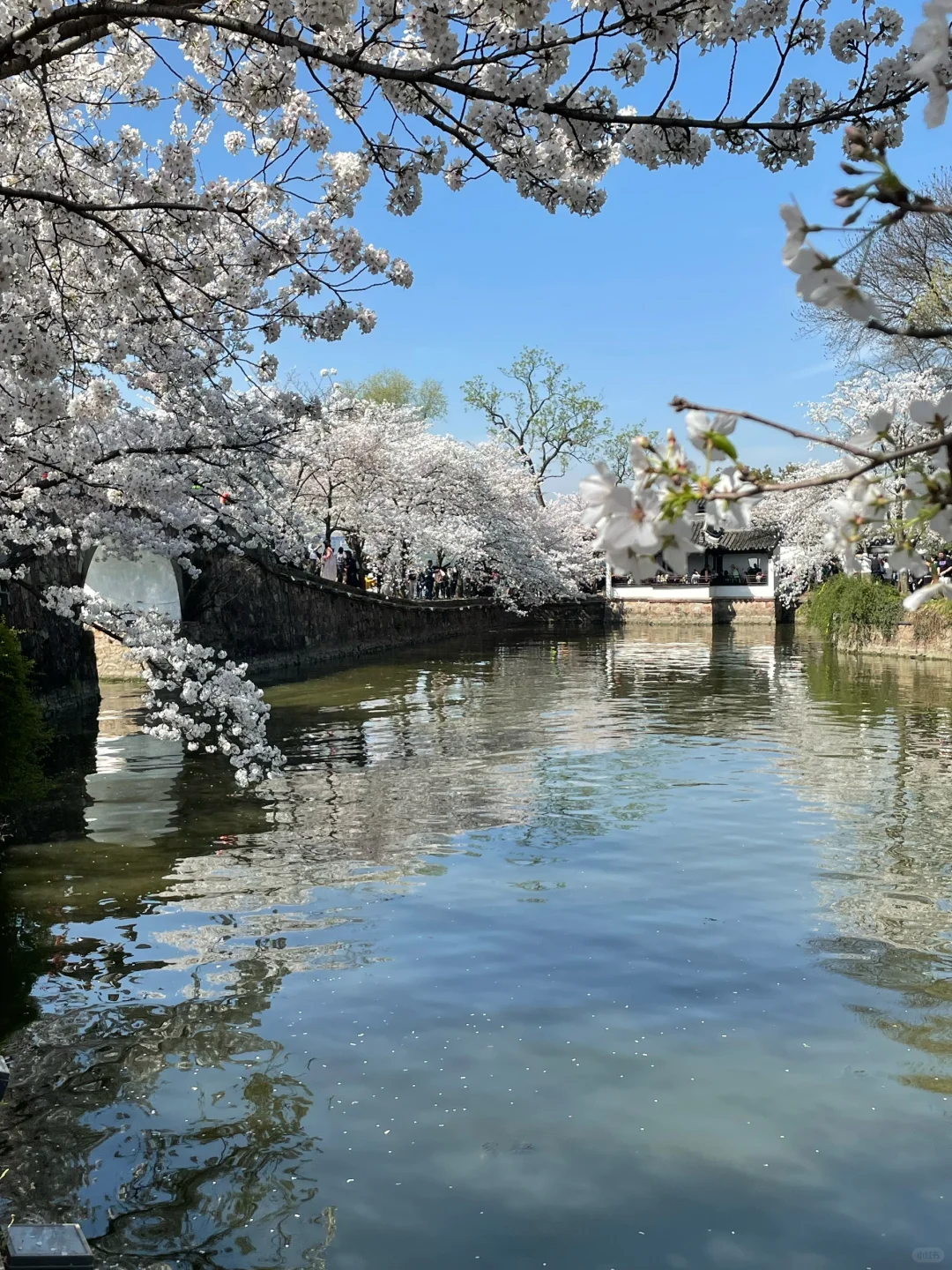 无锡 鼋头渚 樱花
