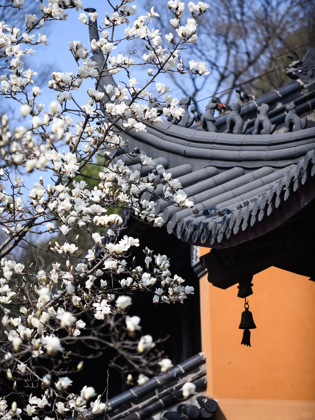 本周末南京赏花最佳线路，我帮你们设计好了