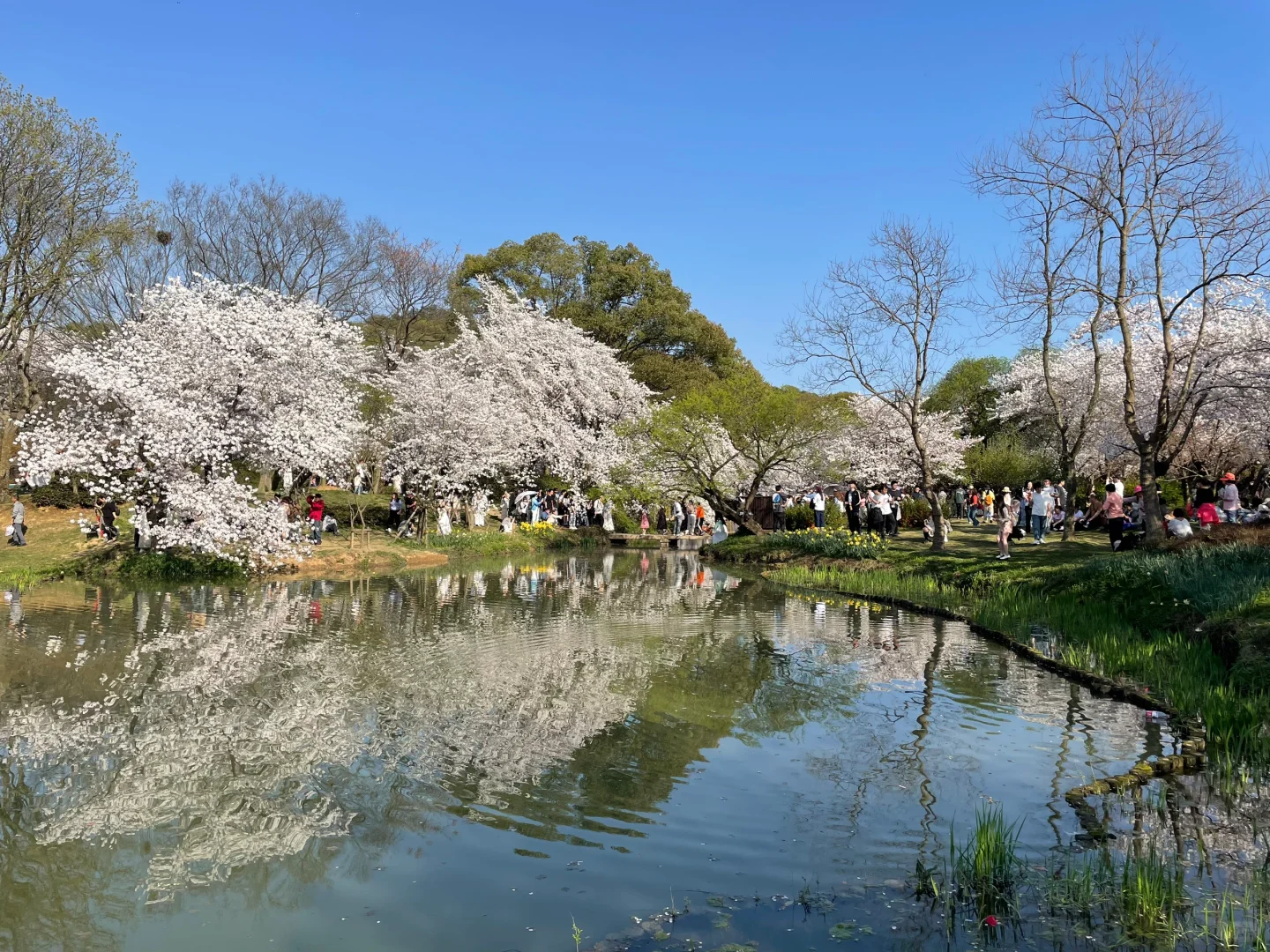 无锡 鼋头渚 樱花