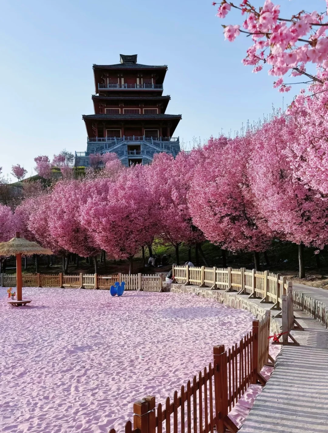 来樱花园景区做活动协助