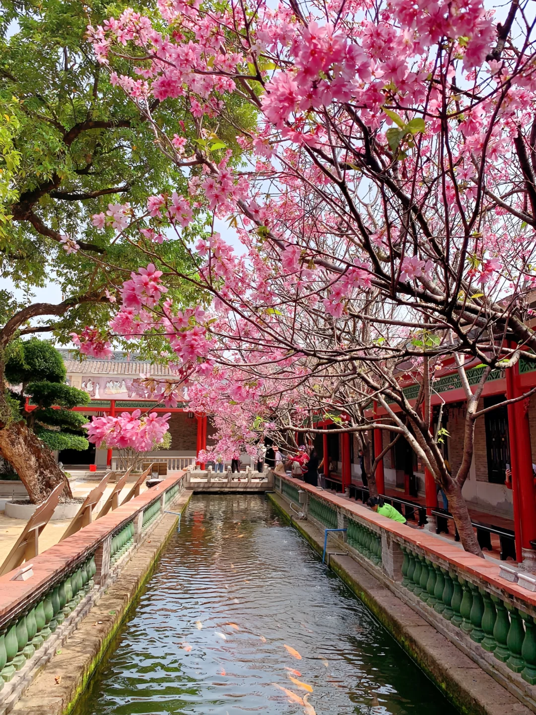 预计是广州下一个顶流!粉色花海🌸倒计时!