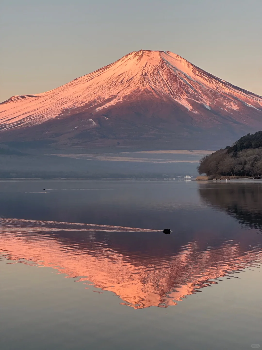 3.6📍日本旅游真实现状,真心建议还没来的…