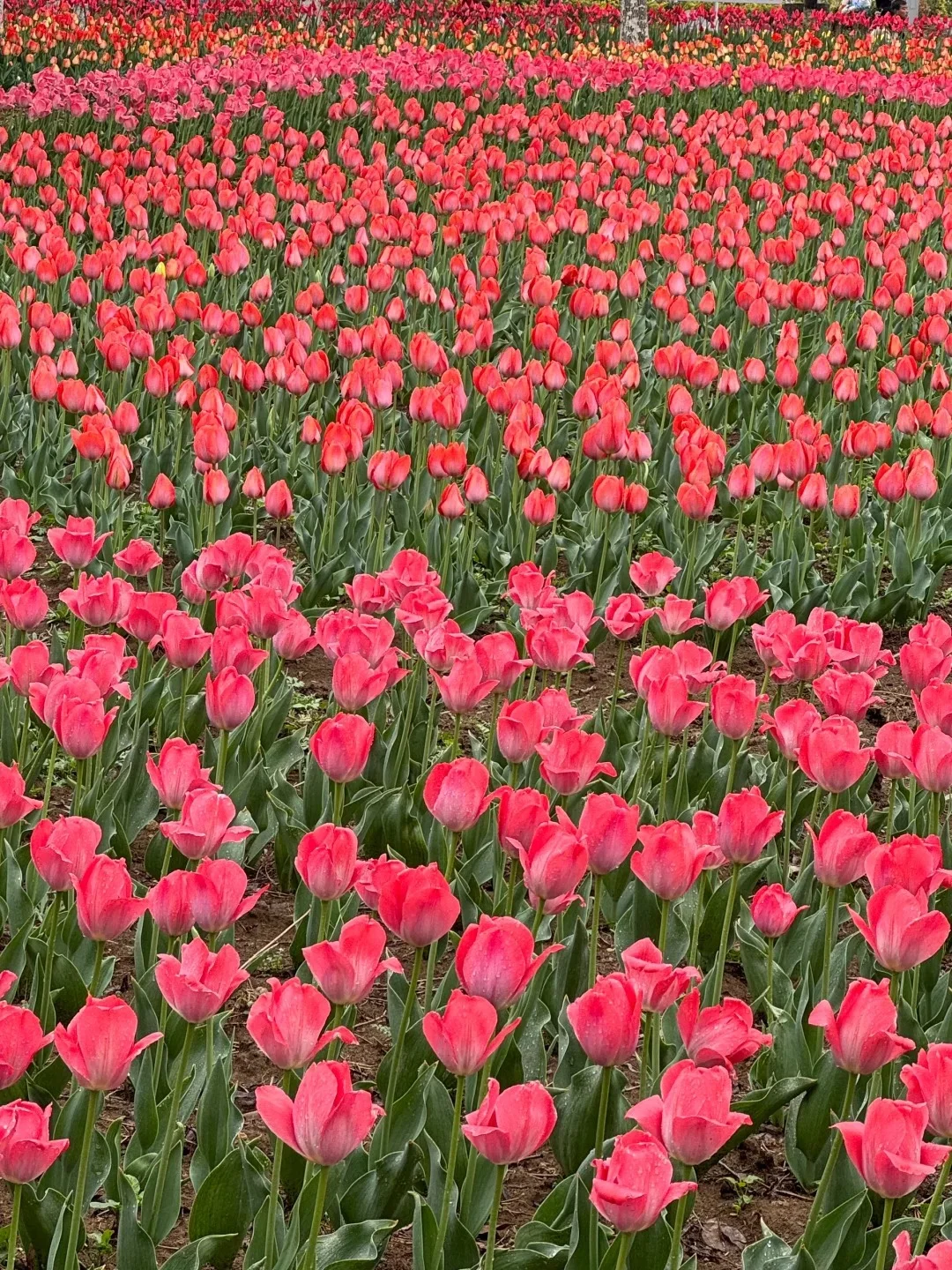 南阳市必去🔥9大景点‼️旅游前必看👀