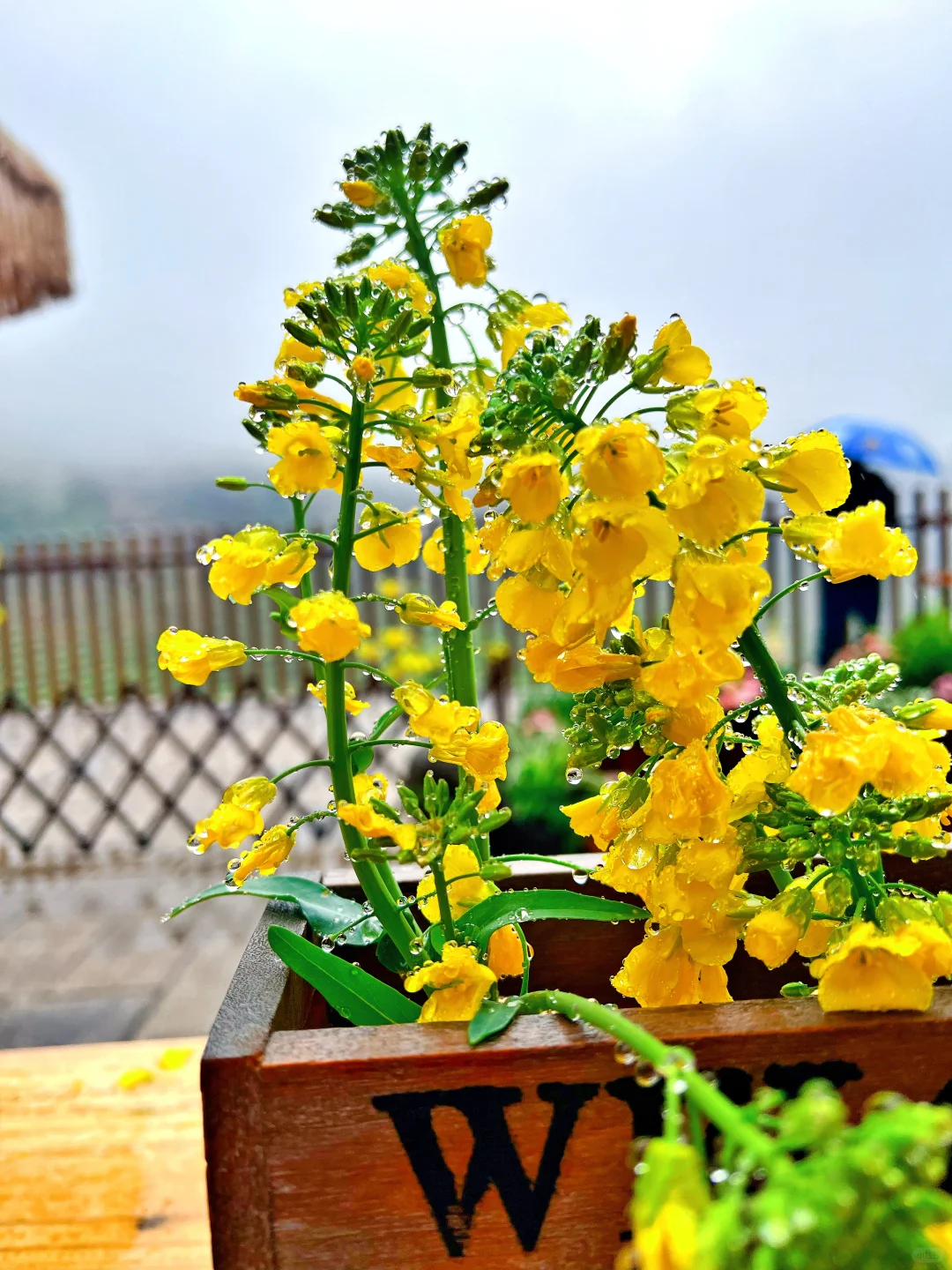 免费AAAAA景区➖覆卮山