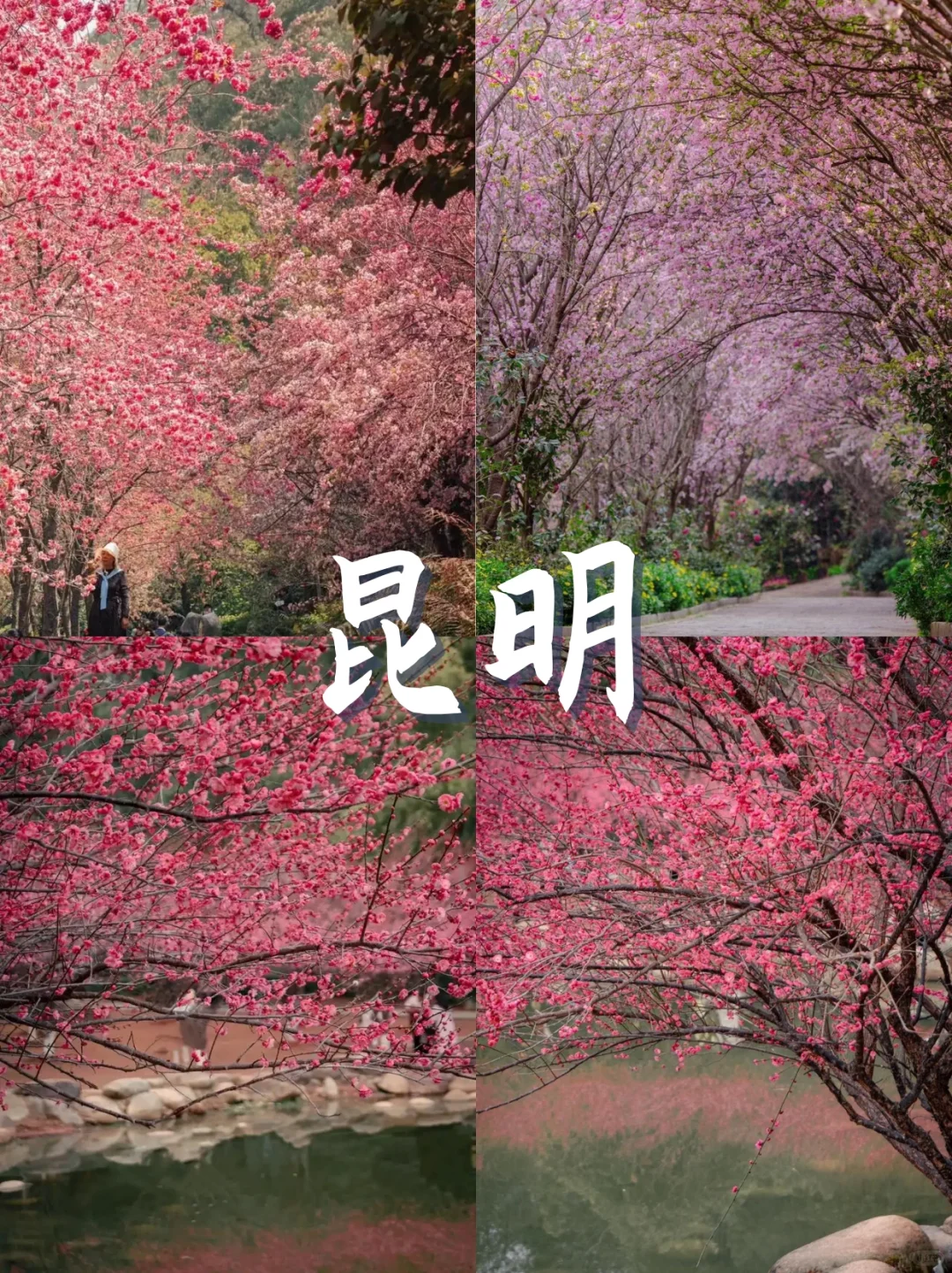 三月份适合初春旅游的五个城市！✨