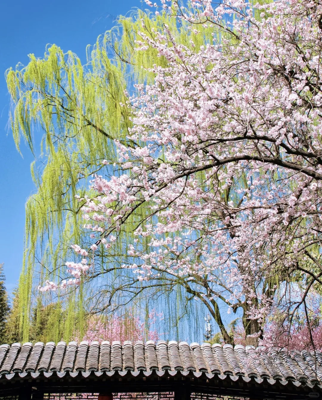 北京会惩罚不会预约的宝子😭