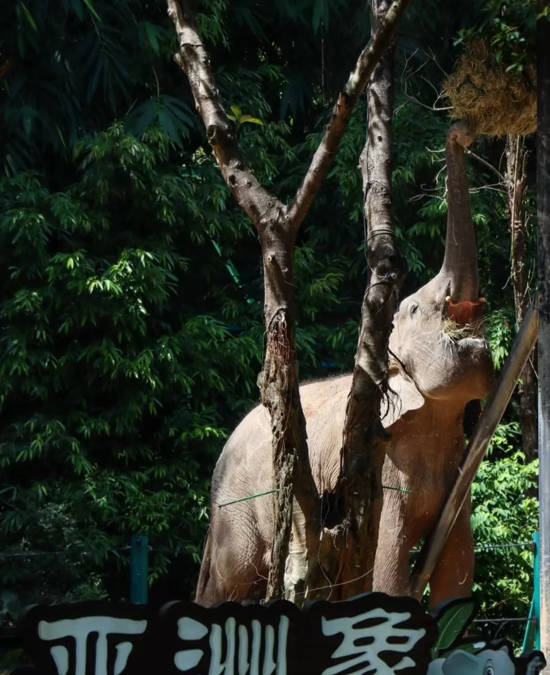 🌟广州长隆2天1晚超值攻略人均500元