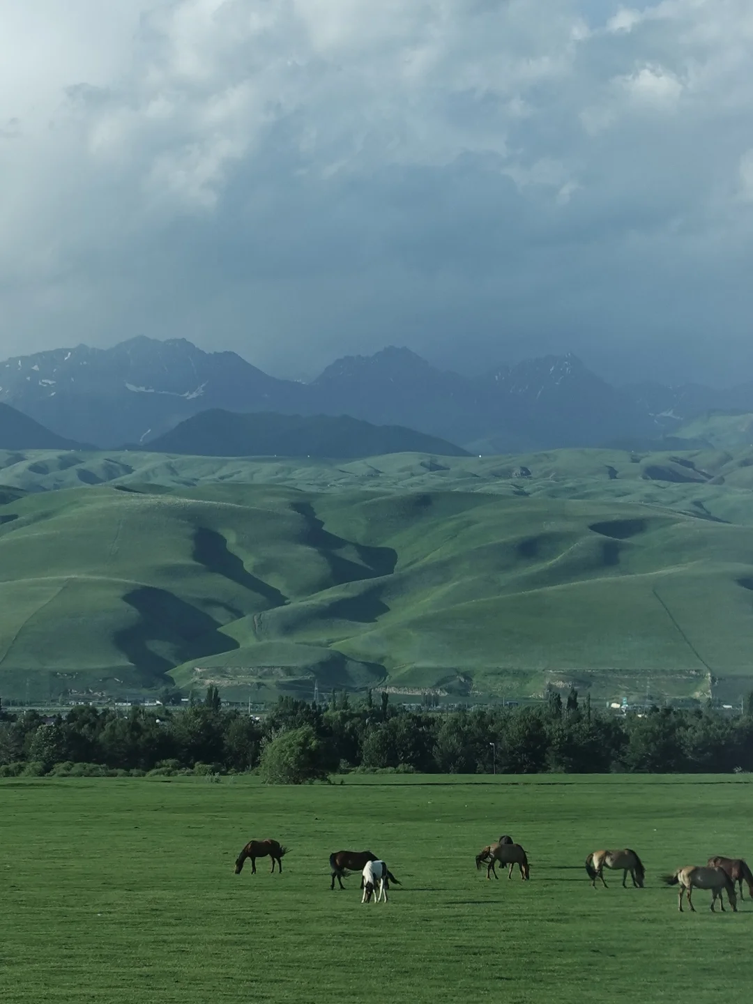 6月的伊犁是封神级别的夏天🍃