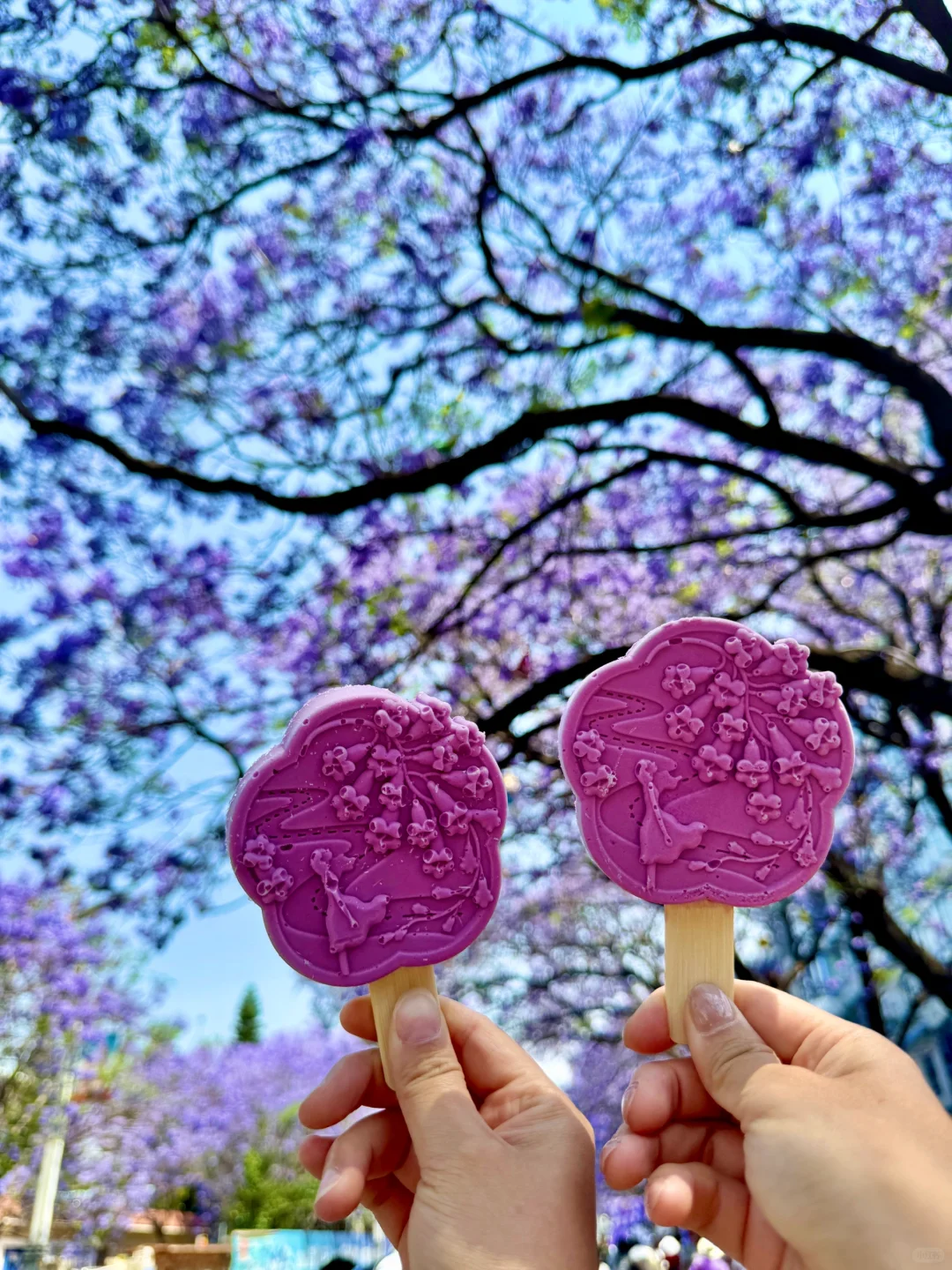 💜接下来的西昌是一万次的春和景明!附攻略!