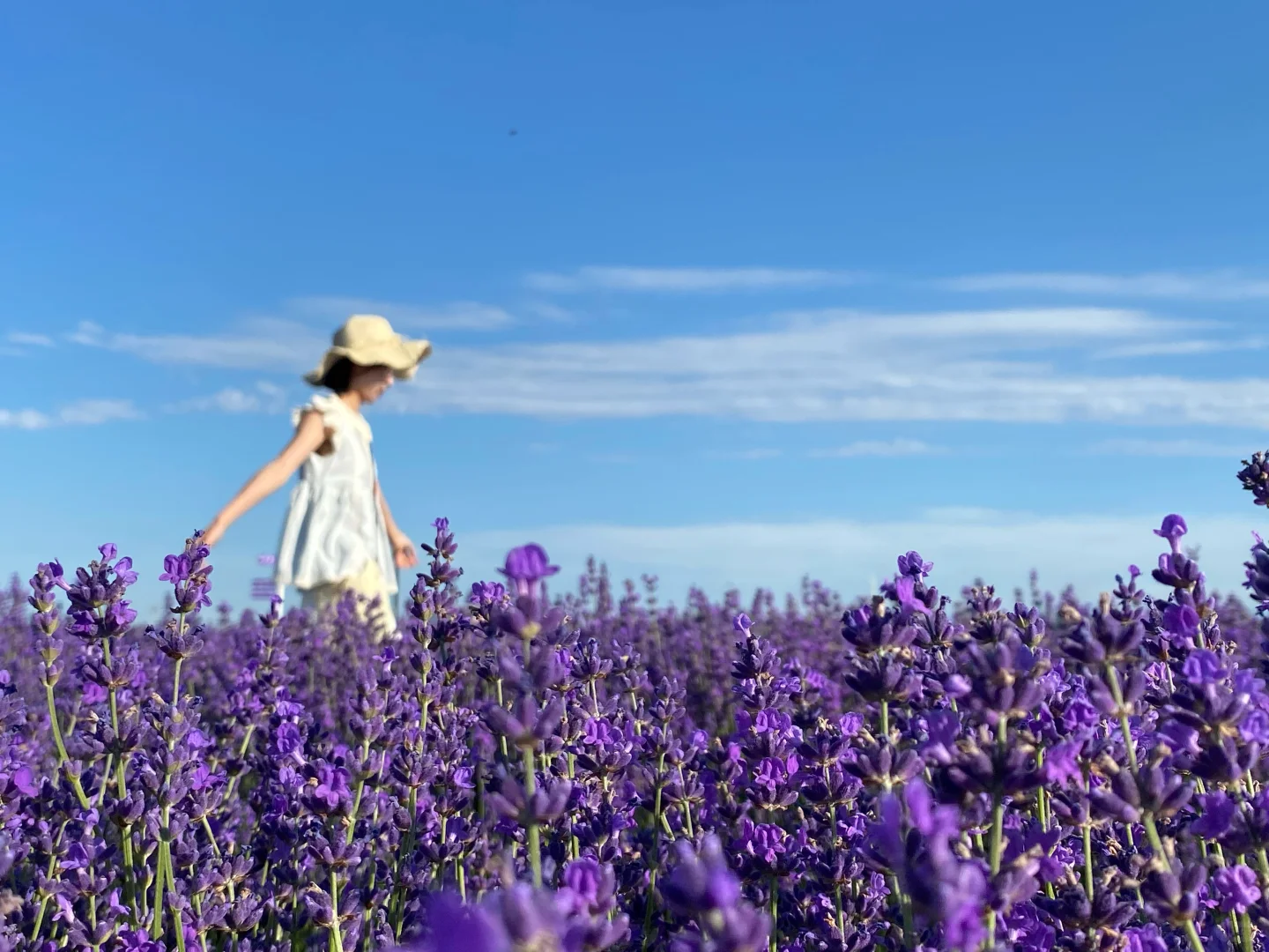 6月的伊犁是封神级别的夏天🍃