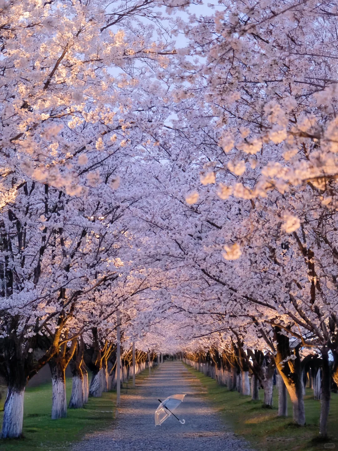 比起西湖🌸我更爱这条春游赏花citywalk
